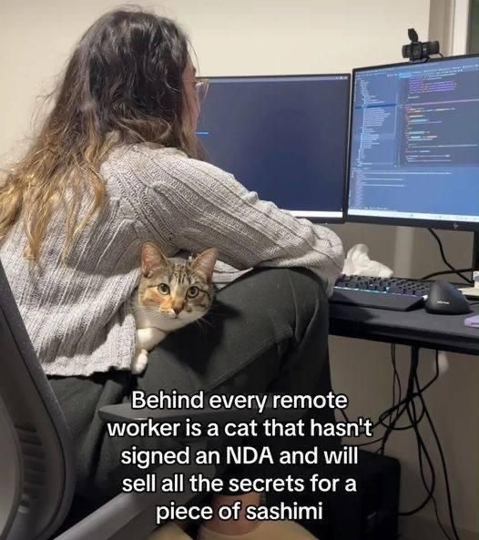 remote cat